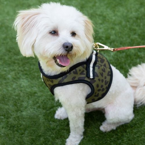 Small Khaki/Black Heart Dog Harness - Caroline Gardner - Modalova