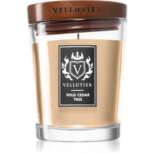 Wild Cedar Tree candela profumata 225 g - Vellutier - Modalova