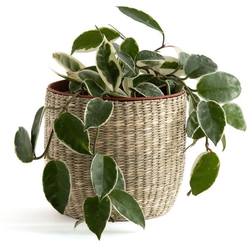 Mila 13cm Diameter Wicker Flower Pot - LA REDOUTE INTERIEURS - Modalova