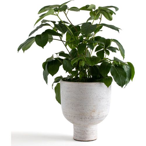 Nahe Terracotta Flower Pot - AM.PM - Modalova