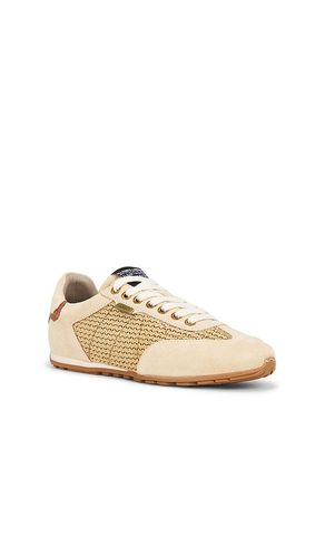 Liam Low Top Sneaker in . Size 7. Also in 8, 11 - ALLSAINTS - Modalova