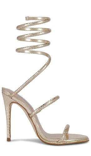 Exotica Sandal in . Taglia 8 - Steve Madden - Modalova