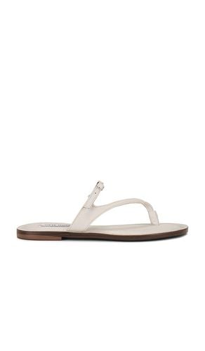 Roca Sandal in . Size 6, 6.5, 7, 7.5, 8, 8.5, 9, 9.5 - Steve Madden - Modalova