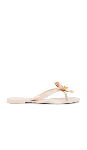 Poppyseed Sandal in . Size 11, 6, 7, 8, 9 - Steve Madden - Modalova