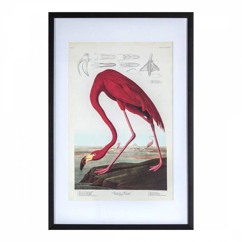 Curious Flamingo Framed Art - Gallery Living - Modalova