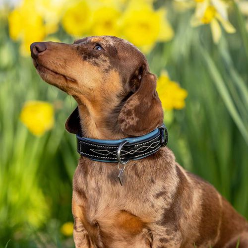 Black/Blue Windsor Dog Collar - LeMieux - Modalova