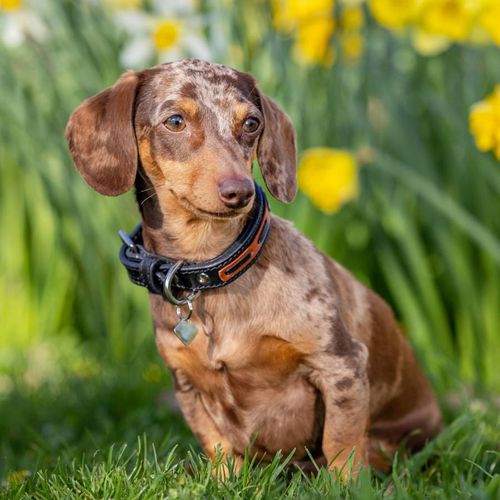 Black/Orange Cambridge Dog Collar - LeMieux - Modalova