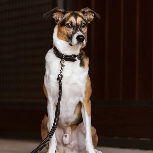 Kensington Dog Lead Small/Medium - LeMieux - Modalova