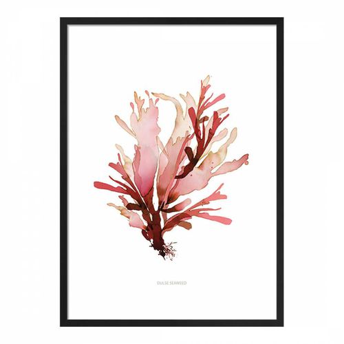 Dulse Seaweed 50x40cm Framed Print - Summer Thornton - Modalova