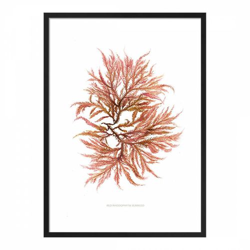 Red Rhodophyta Seaweed 50x40cm Framed Print - Summer Thornton - Modalova