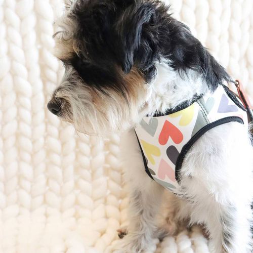 Small Multi Heart Dog Harness - Caroline Gardner - Modalova