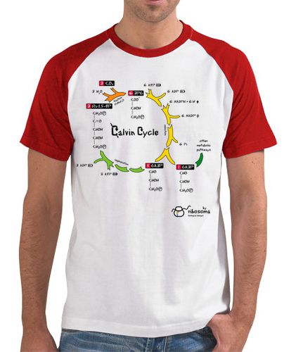 Camiseta Calvin Cycle (fondos claros) - latostadora.com - Modalova